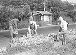 東物