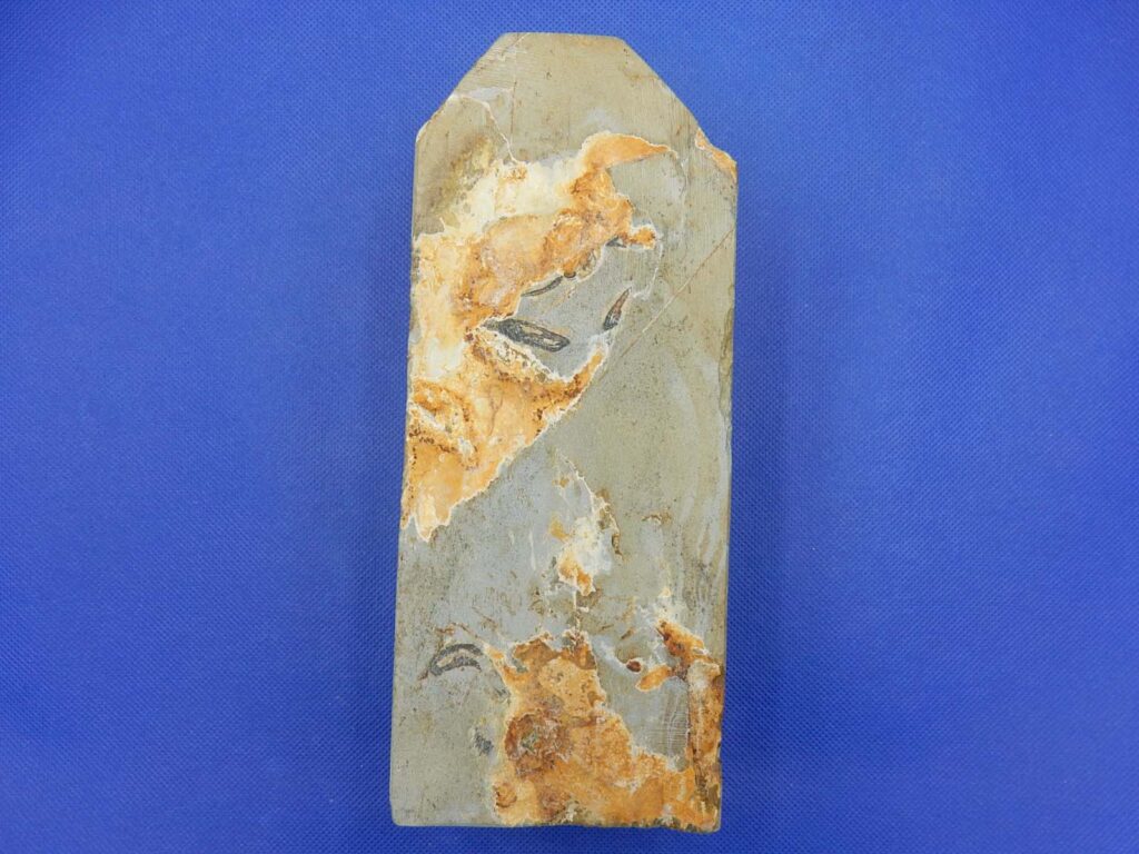 白巣板巣なし八枚風